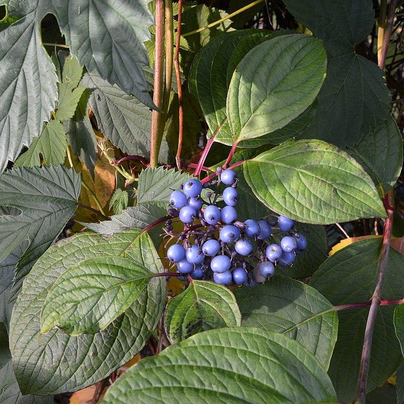 Cornus amomum 'Cayenne' ~ Cayenee Silky Dogwood-ServeScape