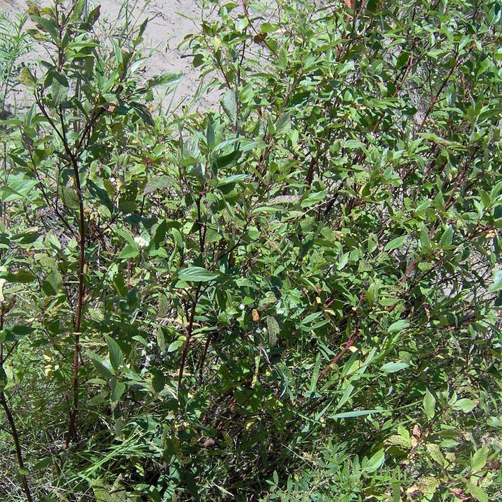 Cornus amomum 'Cayenne' ~ Cayenee Silky Dogwood-ServeScape