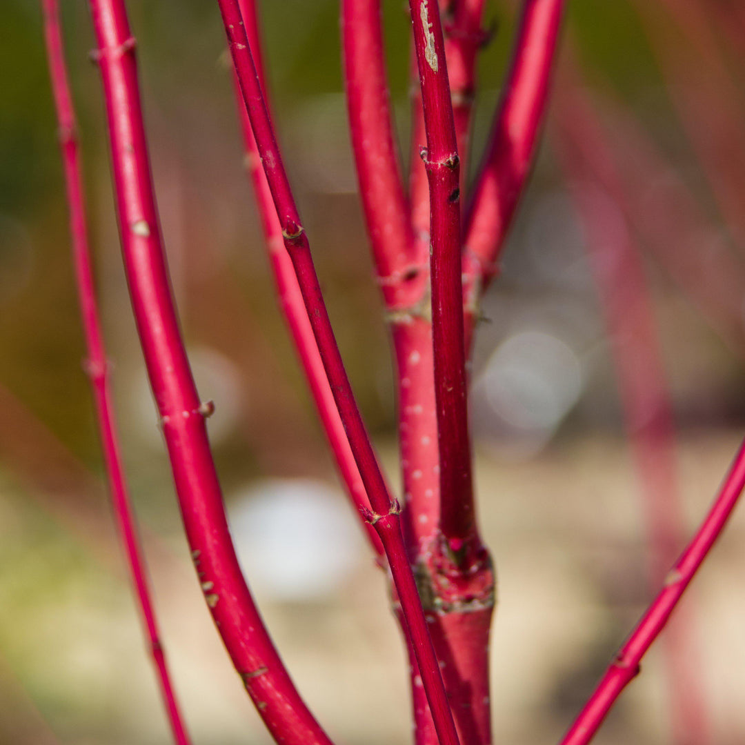 Cornus amomum 'Cayenne' ~ Cayenee Silky Dogwood - Delivered By ServeScape