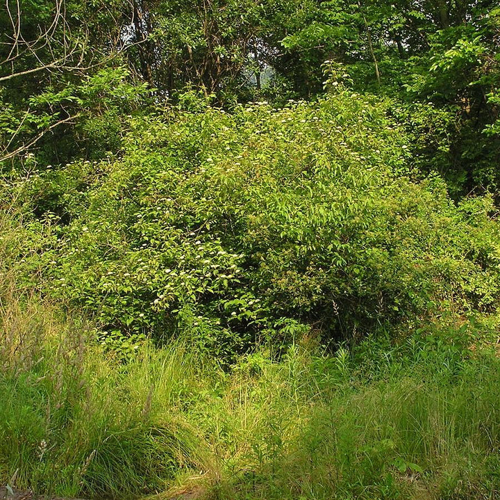 Cornus amomum ~ Silky Dogwood-ServeScape