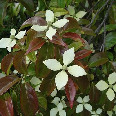 Cornus angustata ‘Elsbry' ~ Empress of China® Dogwood-ServeScape