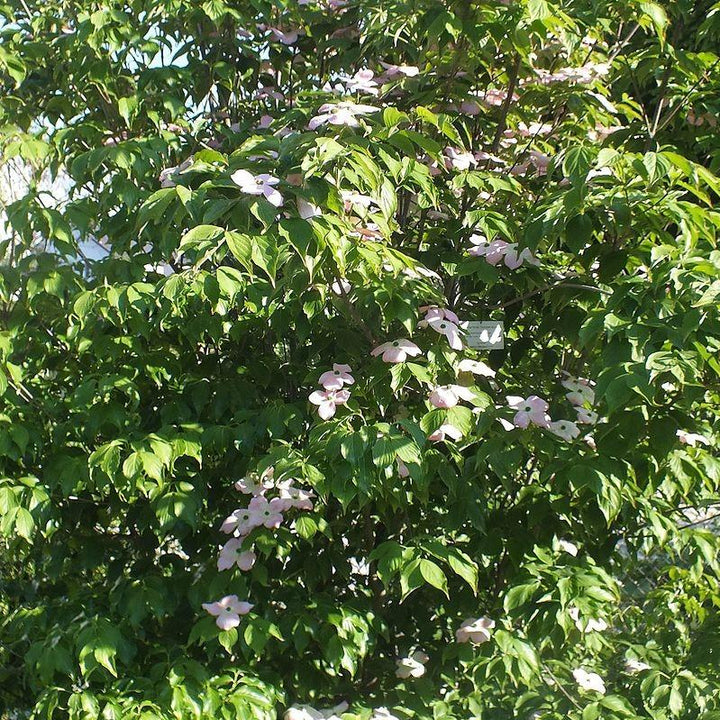 Cornus florida 'Comco No. 1' ~ Cherokee Brave Dogwood-ServeScape