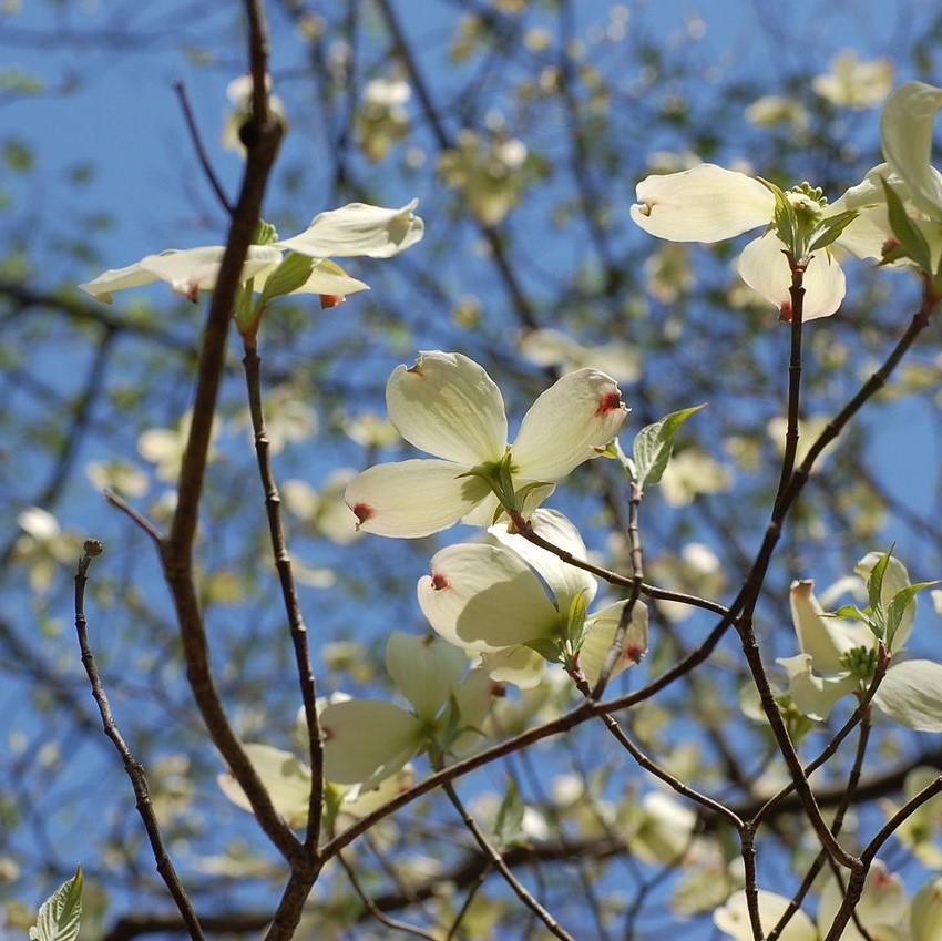 Cornus florida ~ Flowering Dogwood-ServeScape