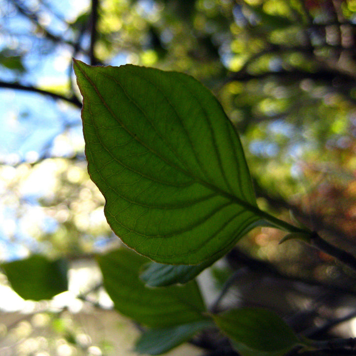 Cornus florida ~ Flowering Dogwood-ServeScape