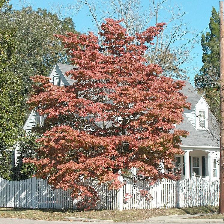 Cornus florida ~ Flowering Dogwood-ServeScape