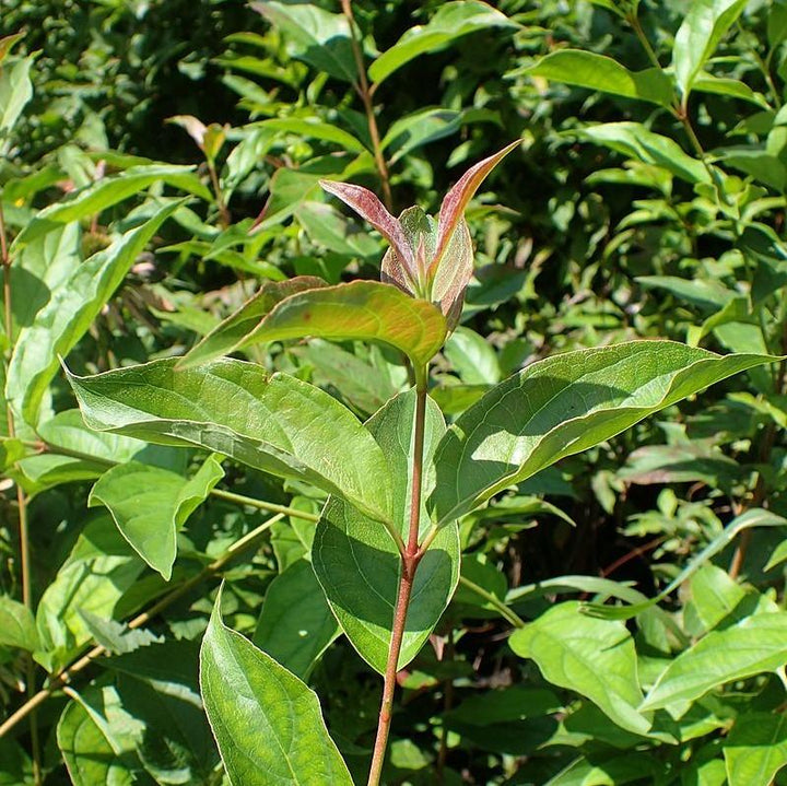 Cornus racemosa ~ Gray Dogwood-ServeScape