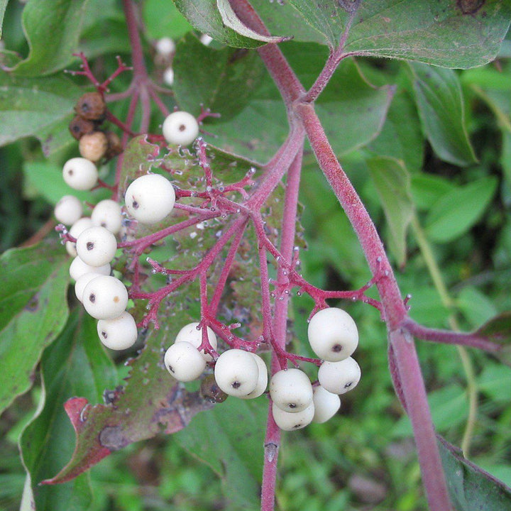 Cornus racemosa ~ Gray Dogwood-ServeScape