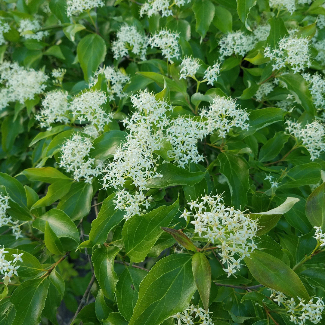 Cornus racemosa ~ Gray Dogwood-ServeScape