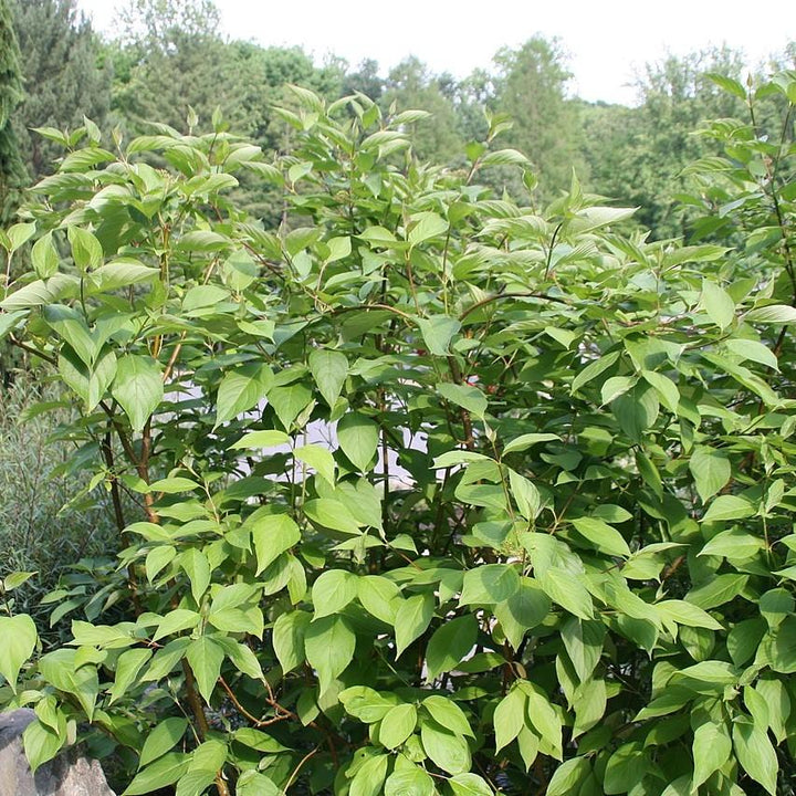Cornus sericea 'Baileyi' ~ Baileyi Red Twig Dogwood-ServeScape