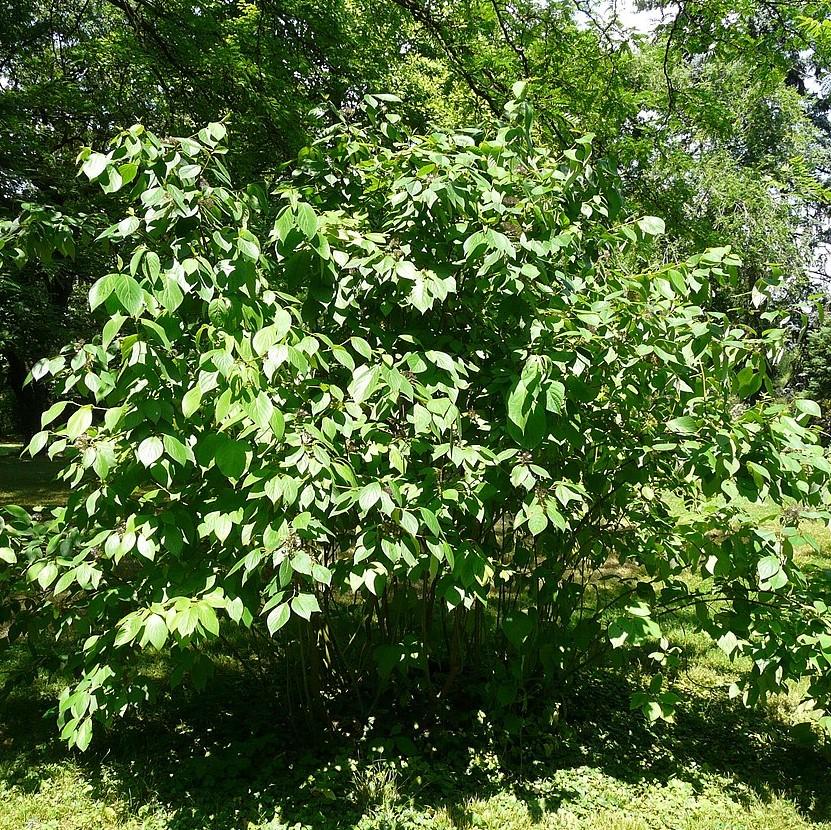 Cornus sericea ~ Red Twig Dogwood-ServeScape