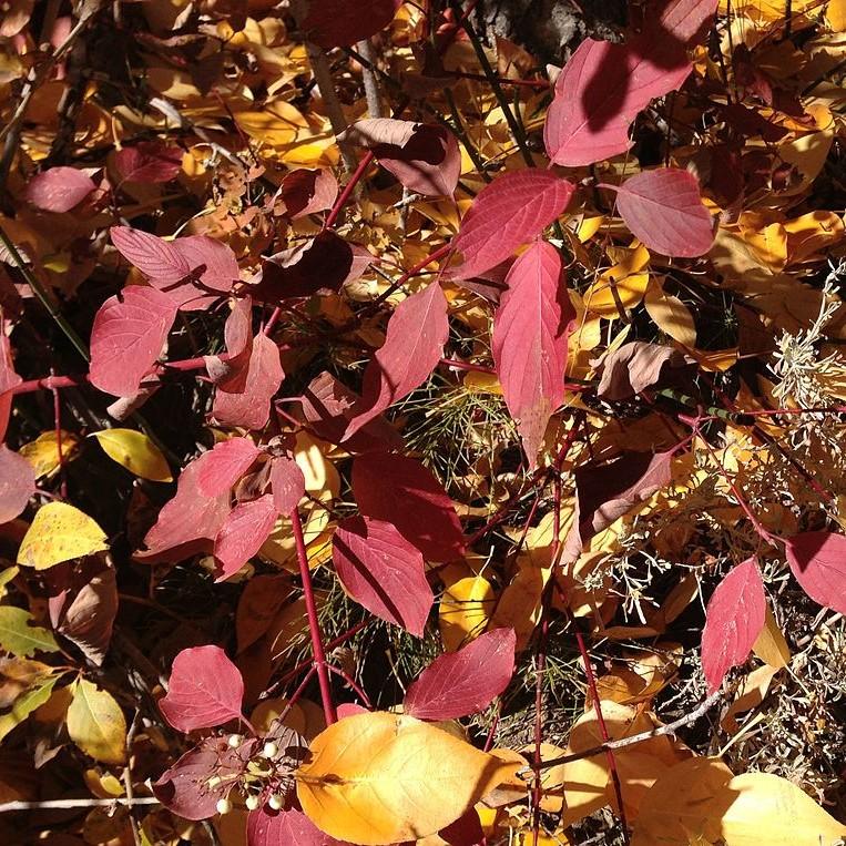 Cornus sericea ~ Red Twig Dogwood-ServeScape