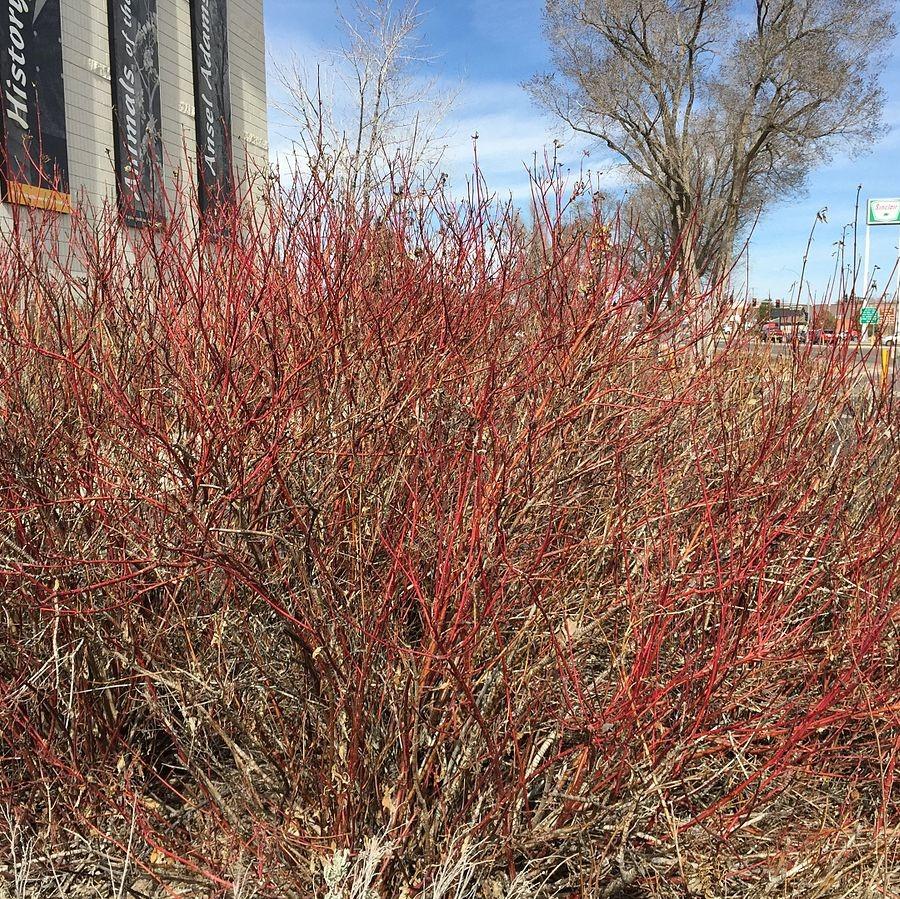 Cornus sericea ~ Red Twig Dogwood-ServeScape