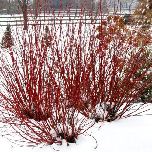 Cornus stolonifera 'Farrow' ~ Artic Fire® Red Twig Dogwood-ServeScape