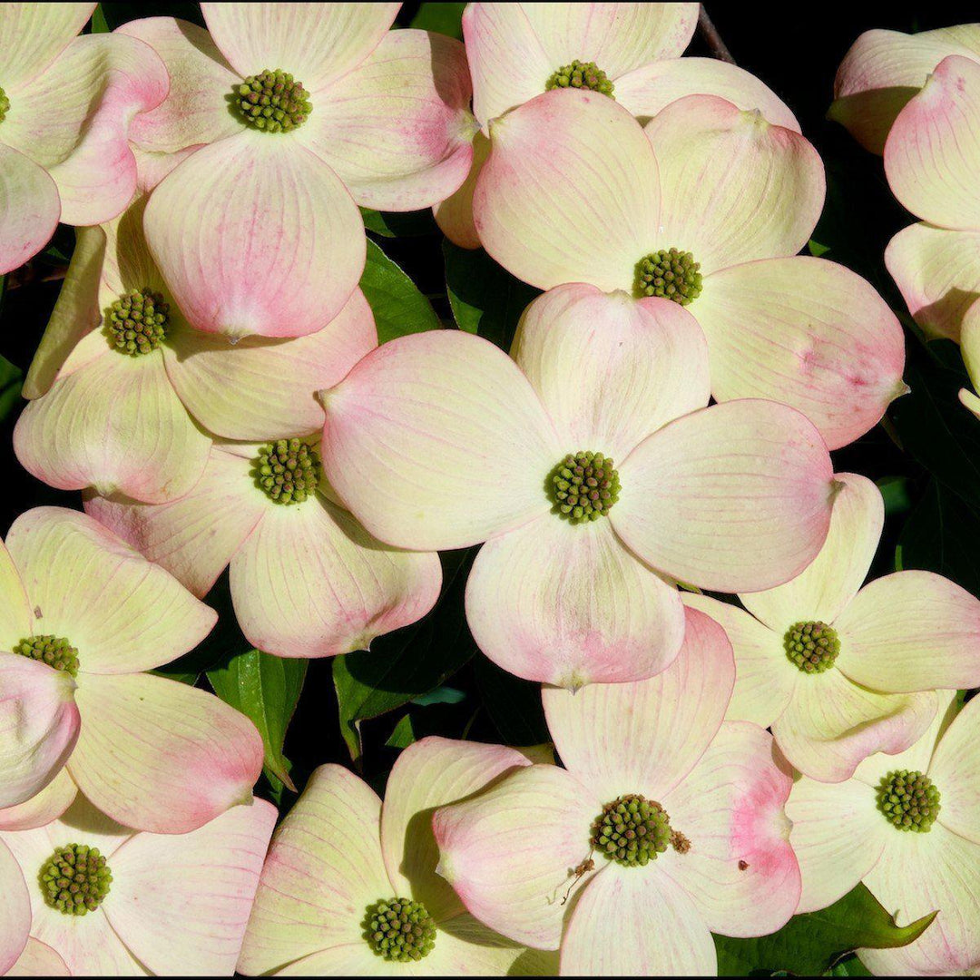 Cornus x 'Rutgan' ~ Stellar Pink Dogwood-ServeScape