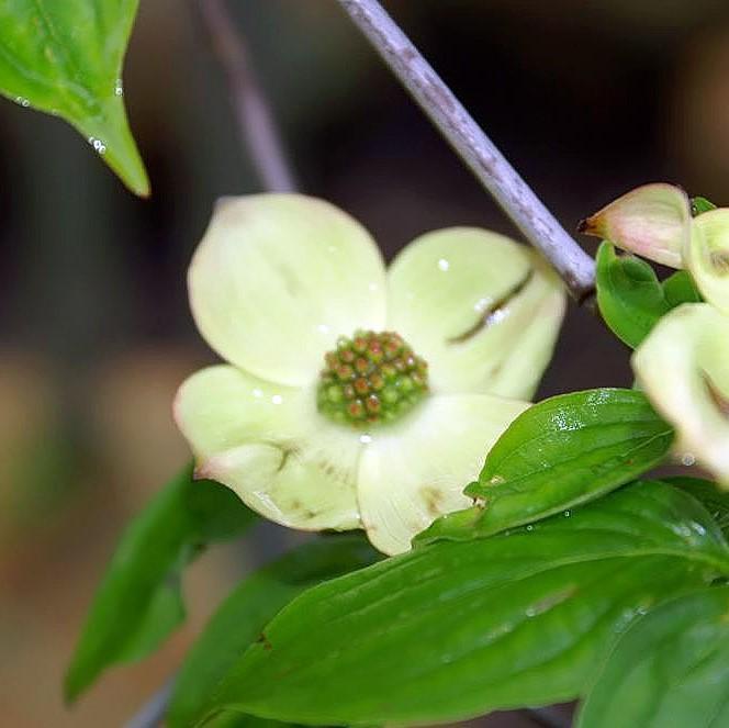 Cornus x 'Rutgan' ~ Stellar Pink Dogwood-ServeScape