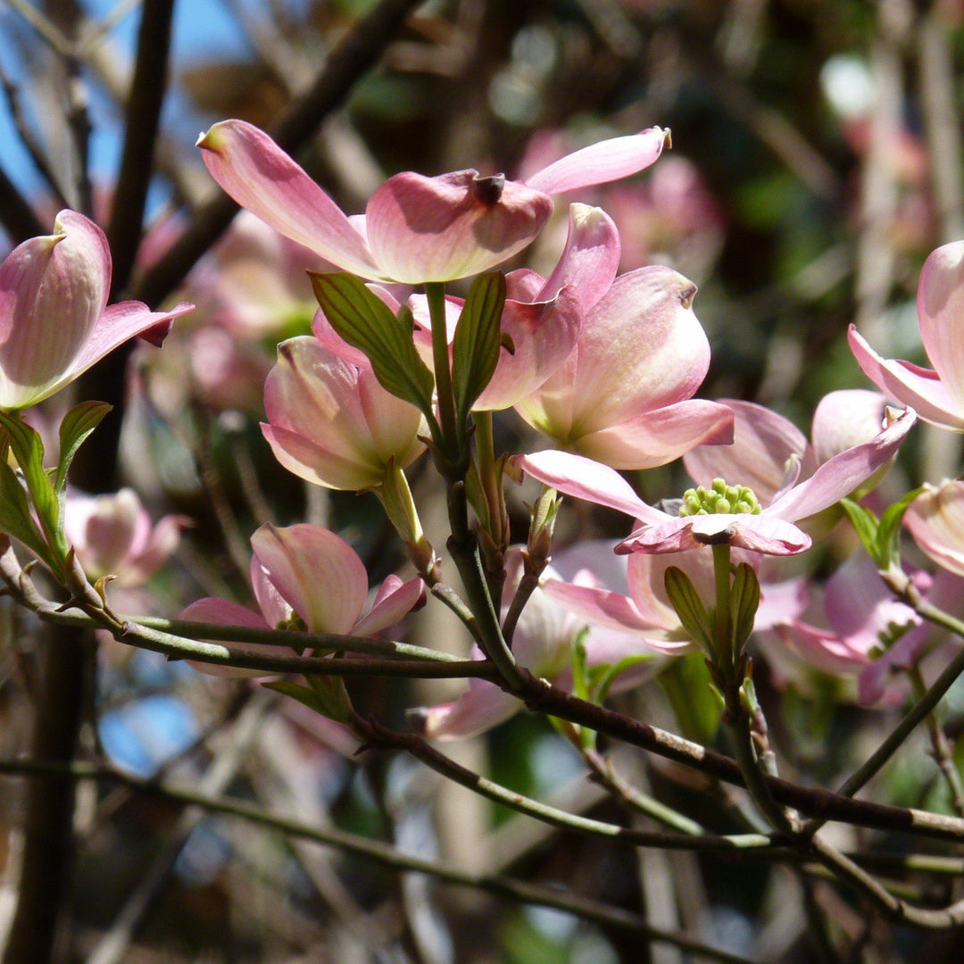 Cornus x 'Rutgan' ~ Stellar Pink Dogwood-ServeScape