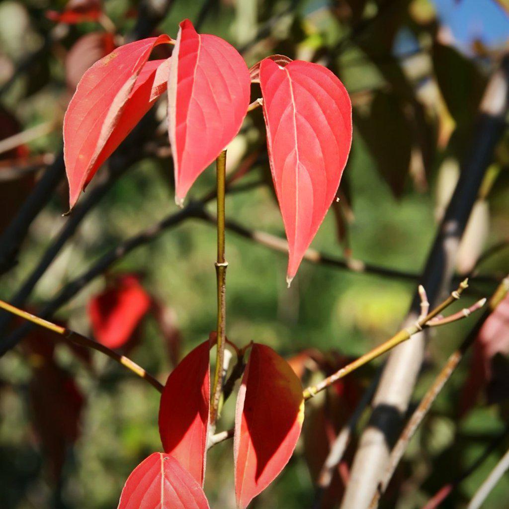 Cornus x 'Rutgan' ~ Stellar Pink Dogwood - Delivered By ServeScape