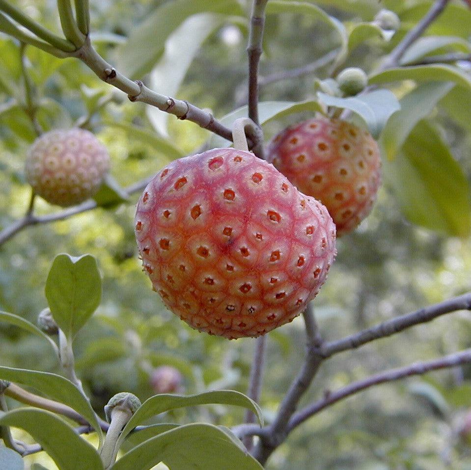 Cornus capitata ~ Evergreen Dogwood-ServeScape