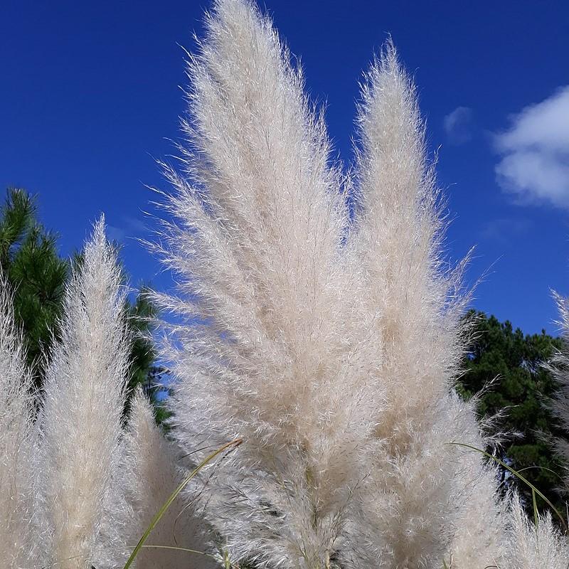 Cortaderia selloana 'Andes Silver' ~ Andes Silver Pampas Grass-ServeScape