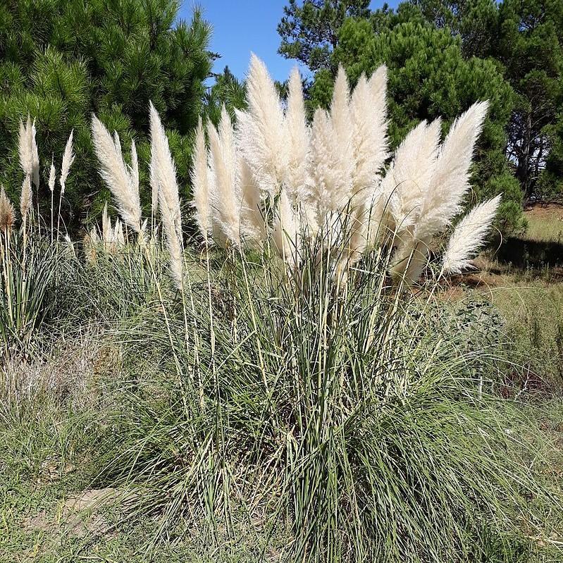 Cortaderia selloana 'Andes Silver' ~ Andes Silver Pampas Grass - Delivered By ServeScape