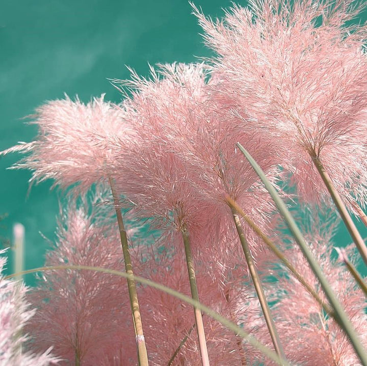 Hierba sintética alta de pampas rosa, rama grande de pompón