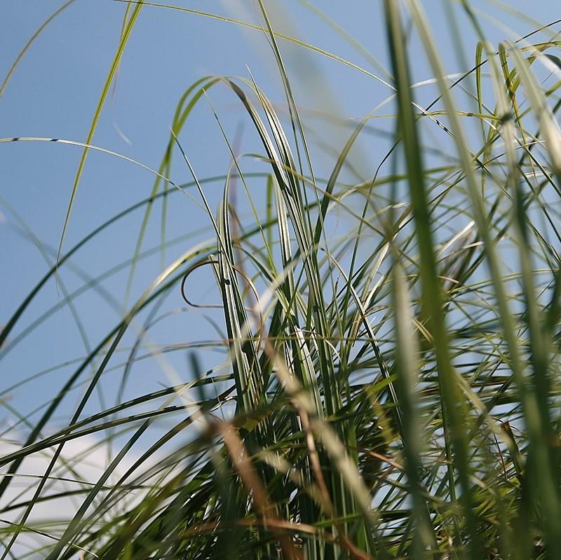 Cortaderia selloana 'Rosea' ~ Rosea Pampas Grass-ServeScape
