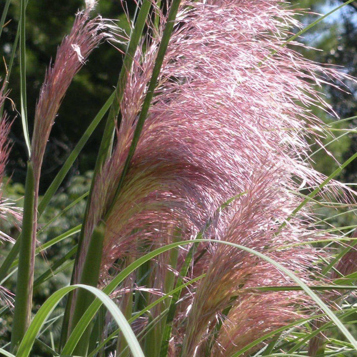 Cortaderia sellonana 'Rosea' ~ Rosea Pampas Grass - Delivered By ServeScape