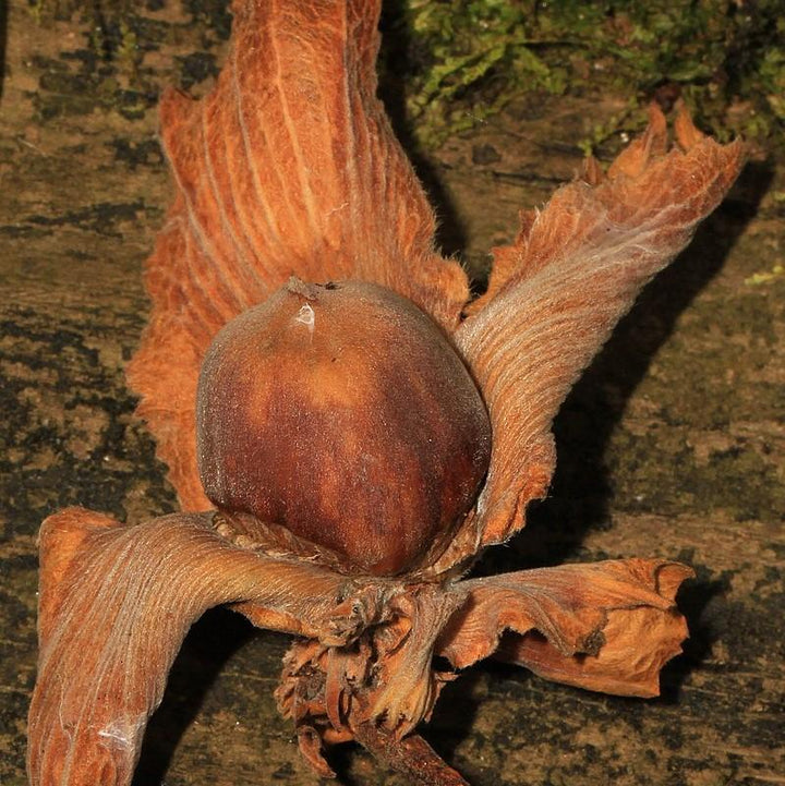 Corylus americana ~ Hazelnut, American Filbert-ServeScape