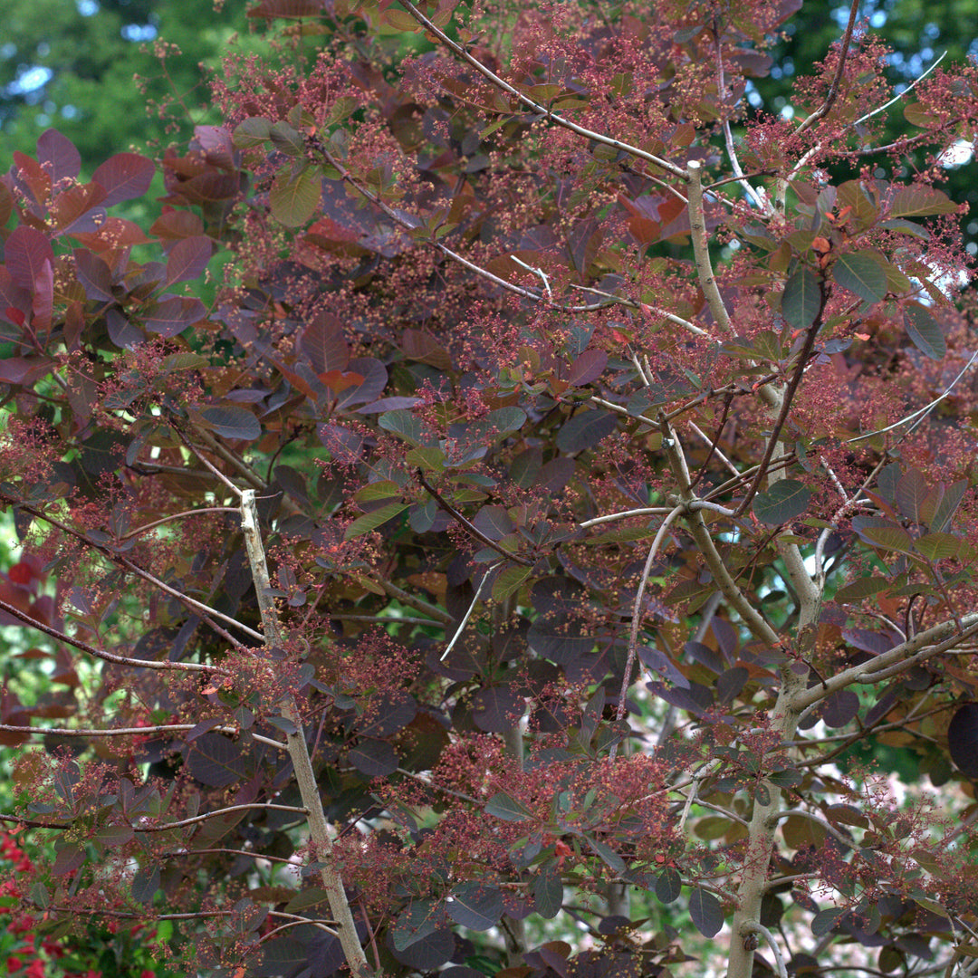 Cotinus coggygria 'Grace' ~ Grace Smoketree - Delivered By ServeScape