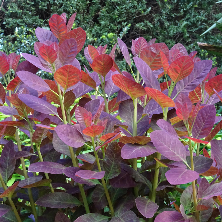 Cotinus coggygria 'Royal Purple' ~ Royal Purple Smoke Tree-ServeScape