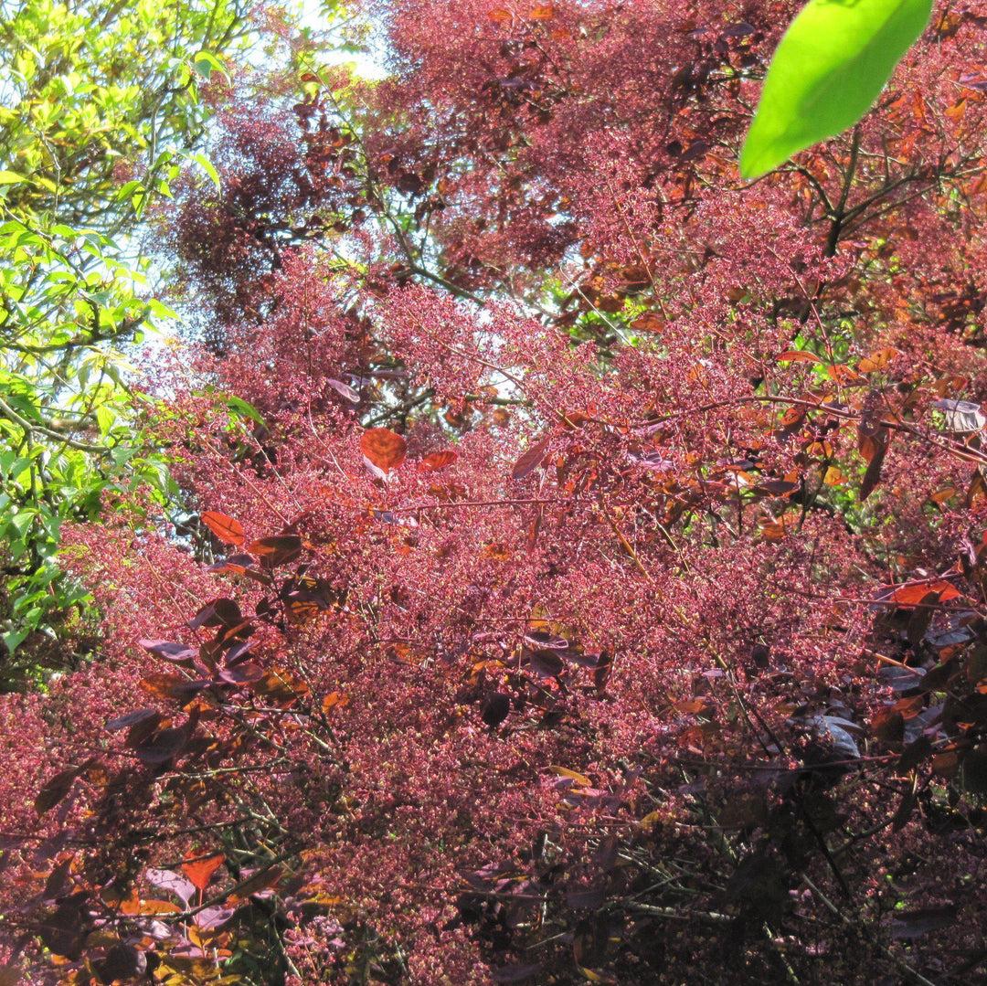 Cotinus coggygria 'Royal Purple' ~ Royal Purple Smoke Tree-ServeScape