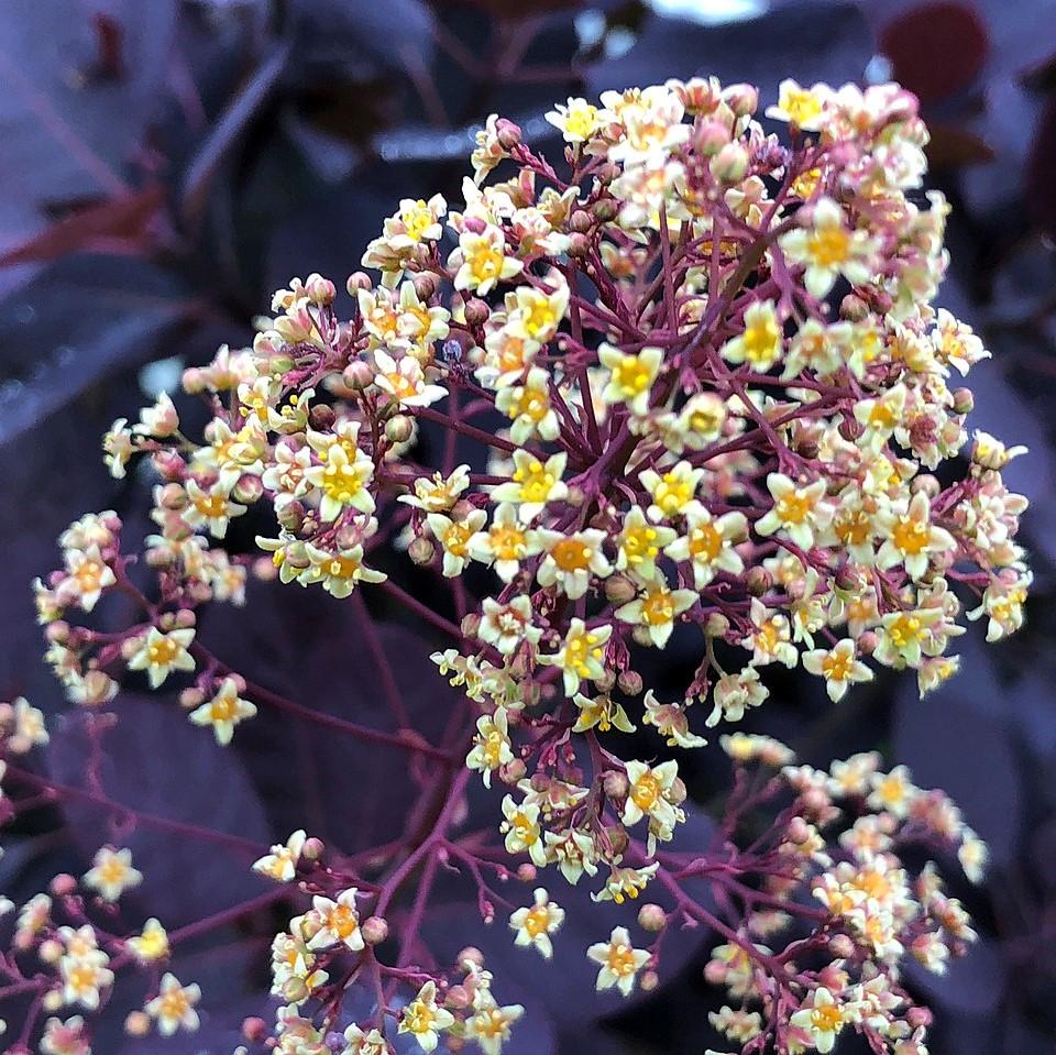 Cotinus coggygria 'Royal Purple' ~ Royal Purple Smoke Tree-ServeScape