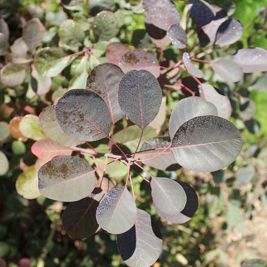 Cotinus coggygria 'Royal Purple' ~ Royal Purple Smoke Tree-ServeScape