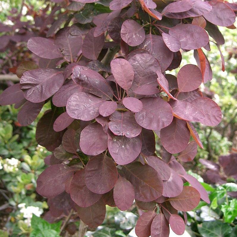 Cotinus coggygria 'Royal Purple' ~ Royal Purple Smoke Tree-ServeScape