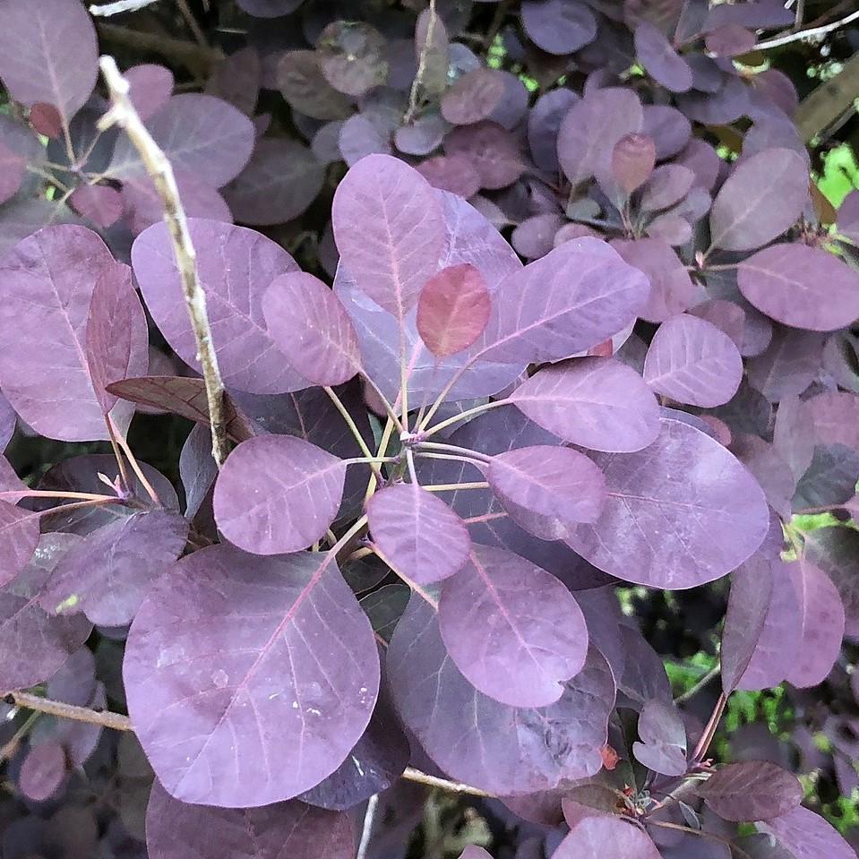 Cotinus coggygria 'Royal Purple' ~ Royal Purple Smoke Tree-ServeScape