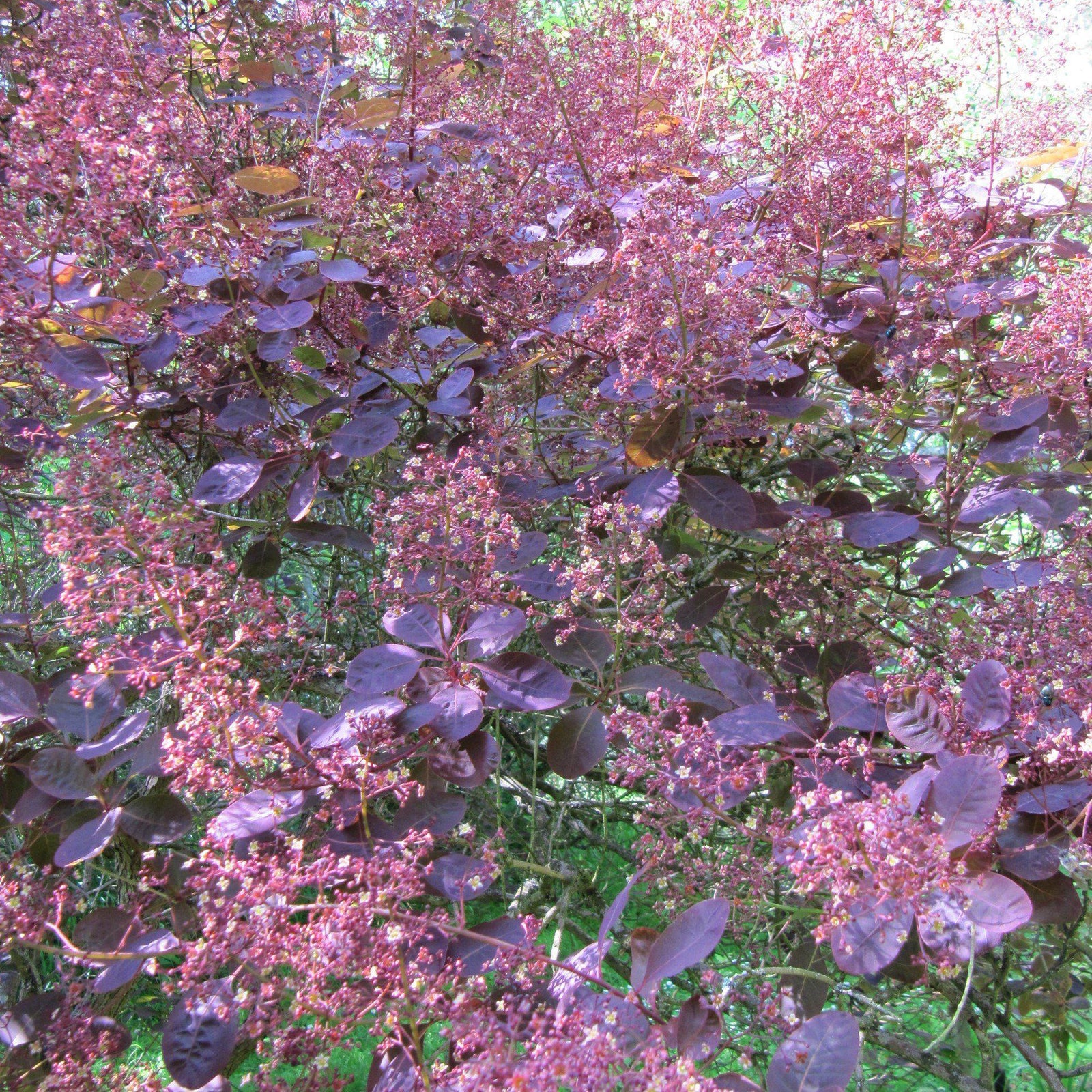 Cotinus coggygria 'Royal Purple' ~ Royal Purple Smoke Tree-ServeScape