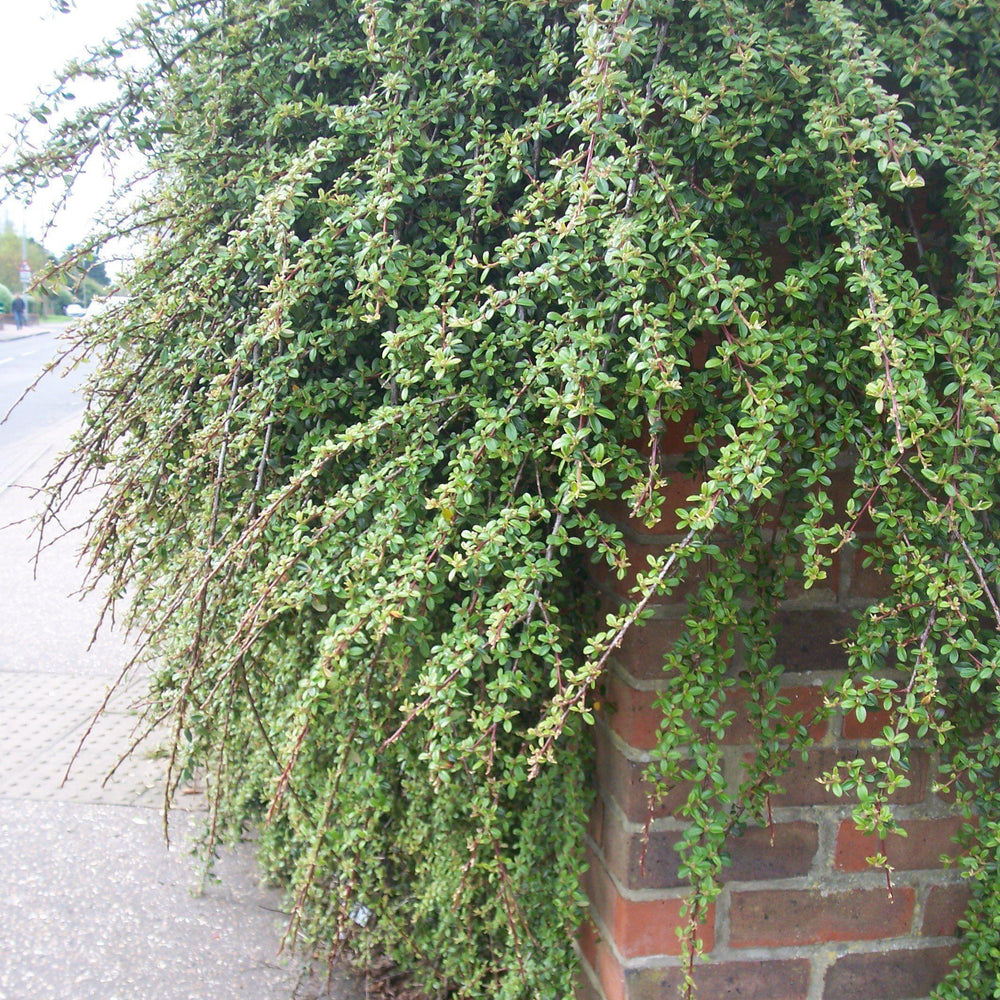 Cotoneaster dammeri 'Coral Beauty' ~ Coral Beauty Cotoneaster-ServeScape
