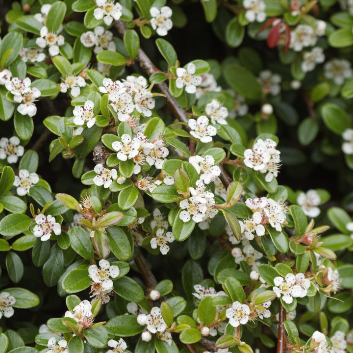 Cotoneaster dammeri 'Coral Beauty' ~ Coral Beauty Cotoneaster - Delivered By ServeScape