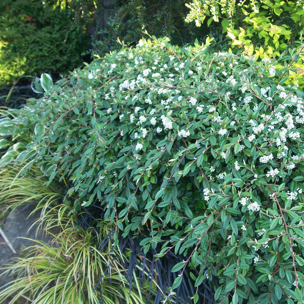 Cotoneaster sal. 'Repandens' ~ Willowleaf Cotoneaster-ServeScape