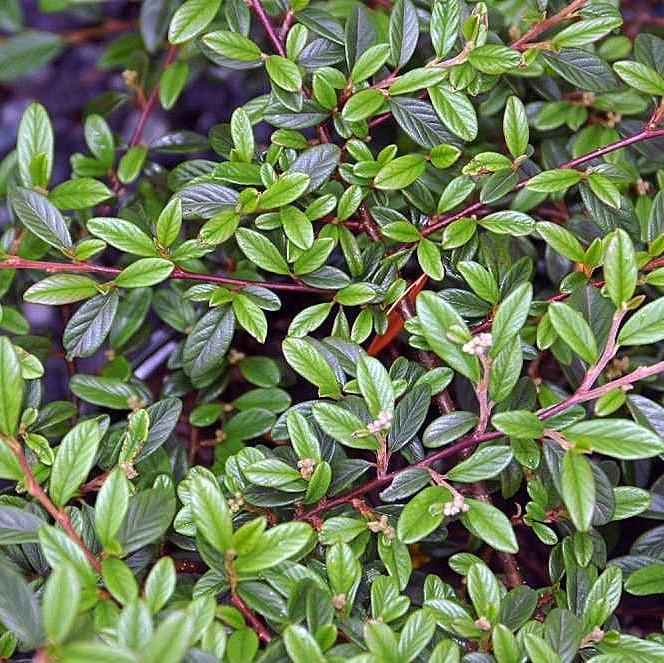 Cotoneaster sal. 'Repandens' ~ Willowleaf Cotoneaster-ServeScape
