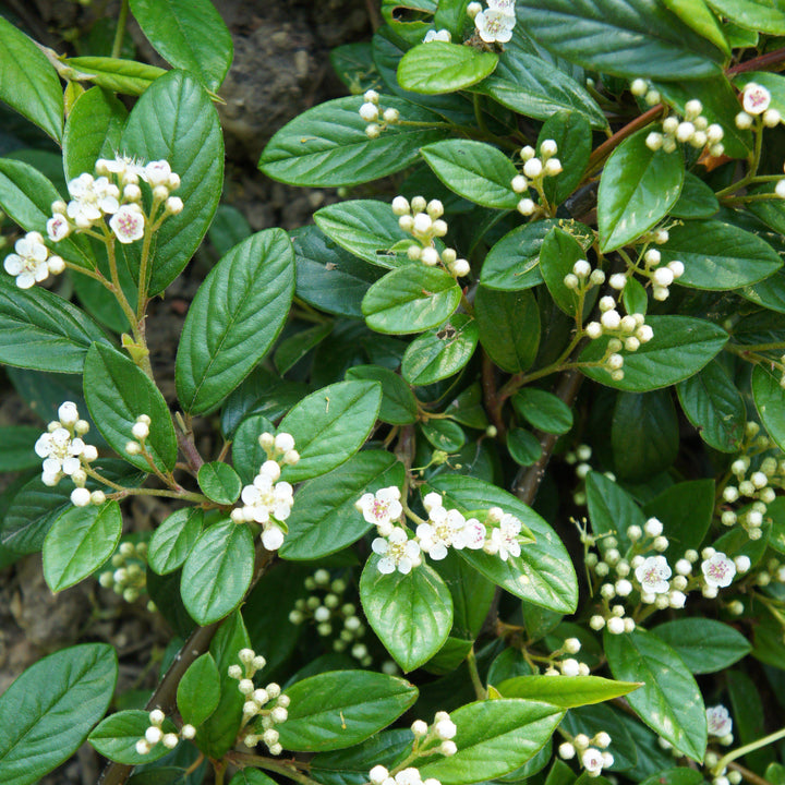 Cotoneaster sal. 'Repandens' ~ Willowleaf Cotoneaster - Delivered By ServeScape