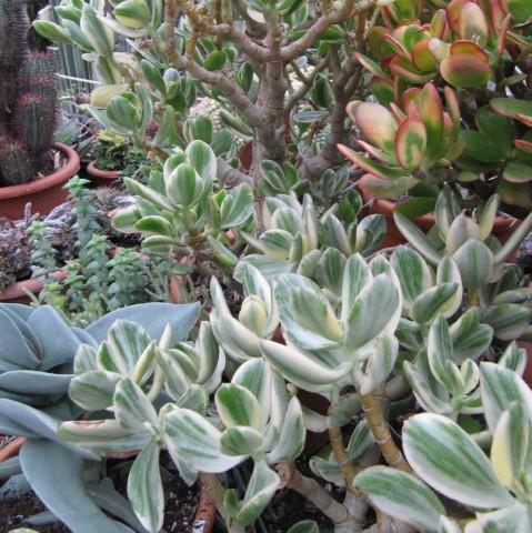 Crassula ovata ‘Variegata’ ~ Variegated Jade Plant-ServeScape