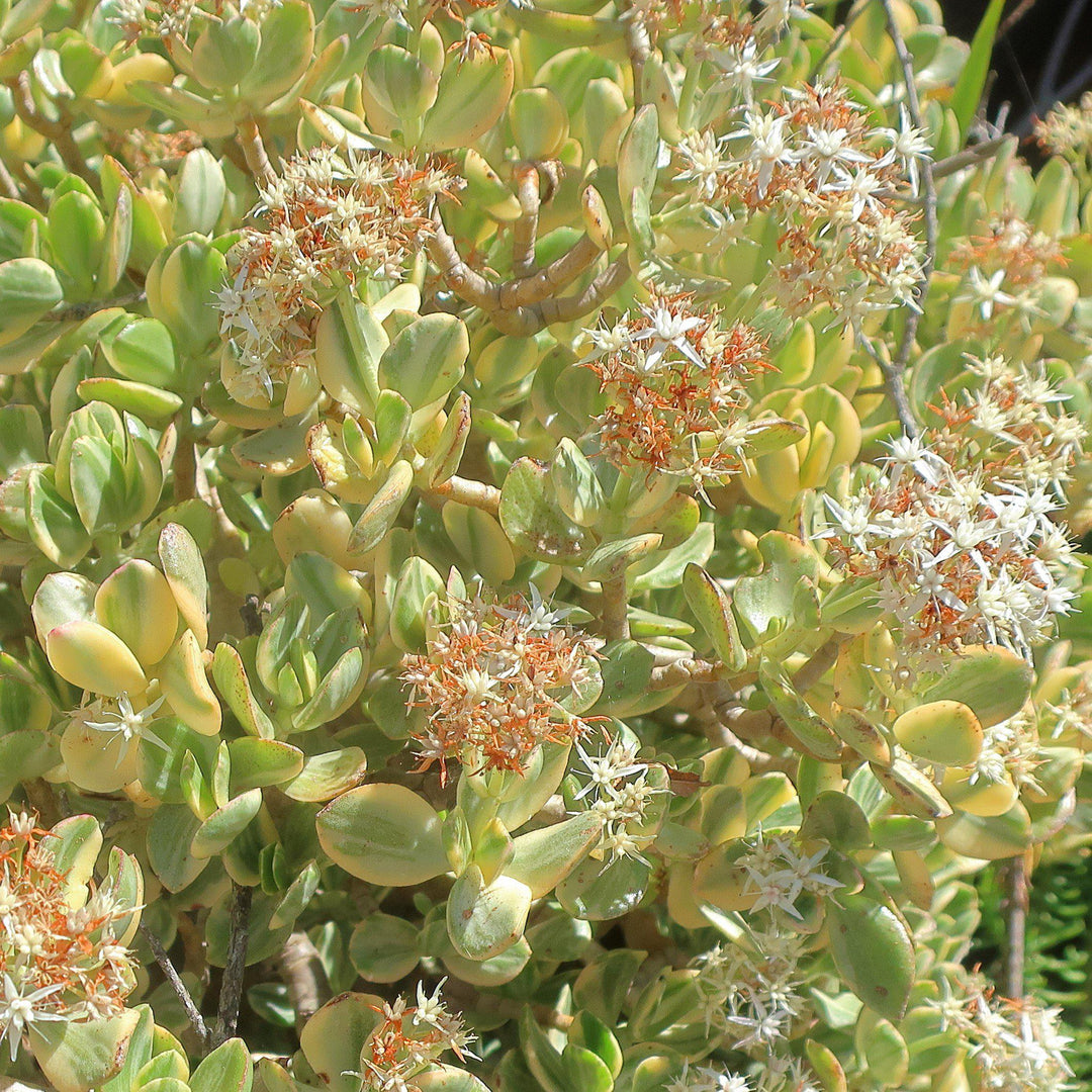 Crassula ovata ‘Variegata’ ~ Variegated Jade Plant-ServeScape