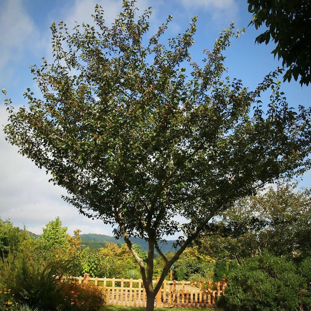 Crataegus viridis 'Winter King' ~ Winter King Green Hawthorn - Delivered By ServeScape