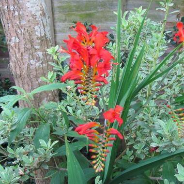 Crocosmia 'Lucifer' ~ Lucifer Crocosmia-ServeScape