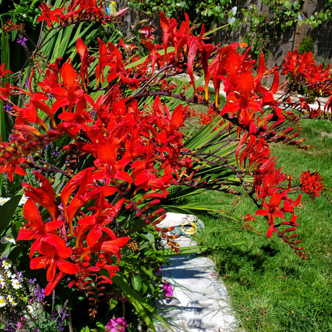 Crocosmia 'Lucifer' ~ Lucifer Crocosmia-ServeScape