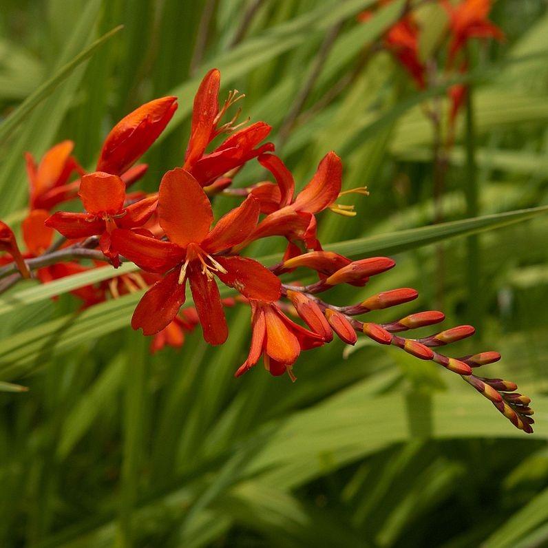 Crocosmia 'Lucifer' ~ Lucifer Crocosmia-ServeScape