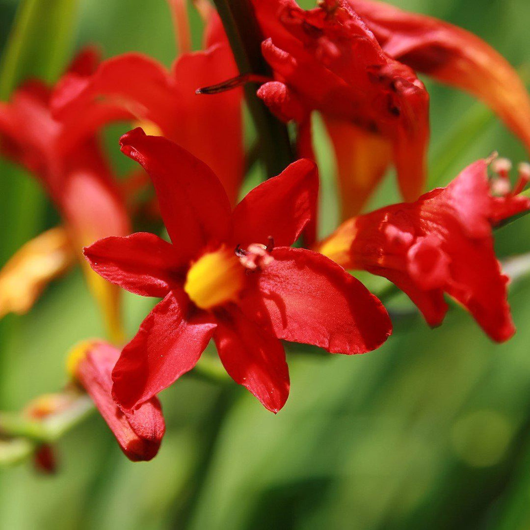 Crocosmia 'Lucifer' ~ Lucifer Crocosmia - Delivered By ServeScape