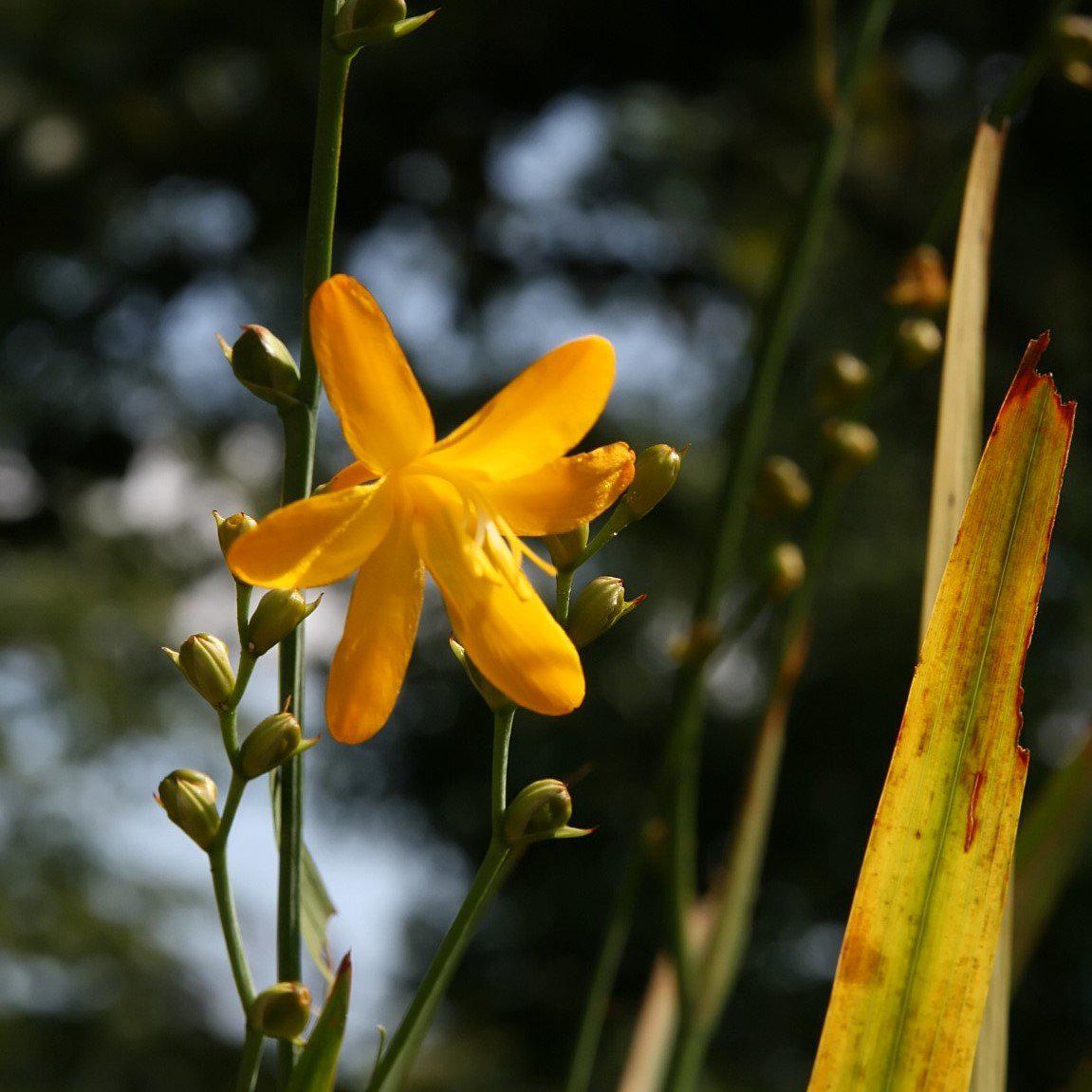 Crocosmia 'Norwich Canary' ~ Norwich Canary Corcosmia - Delivered By ServeScape