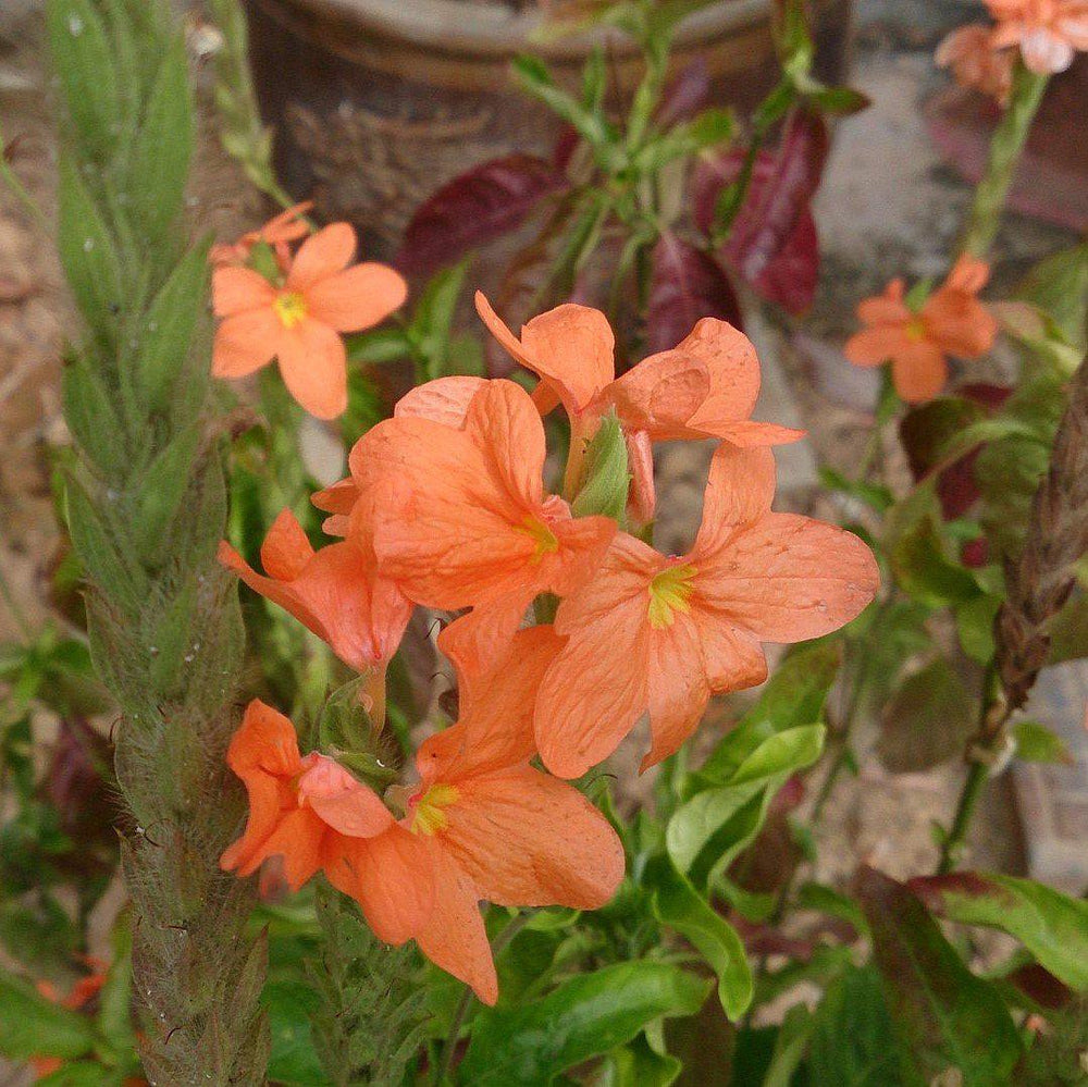Crossandra 'Apricot Sun' ~ Apricot Sun Crossandra, Firecracker Flower-ServeScape